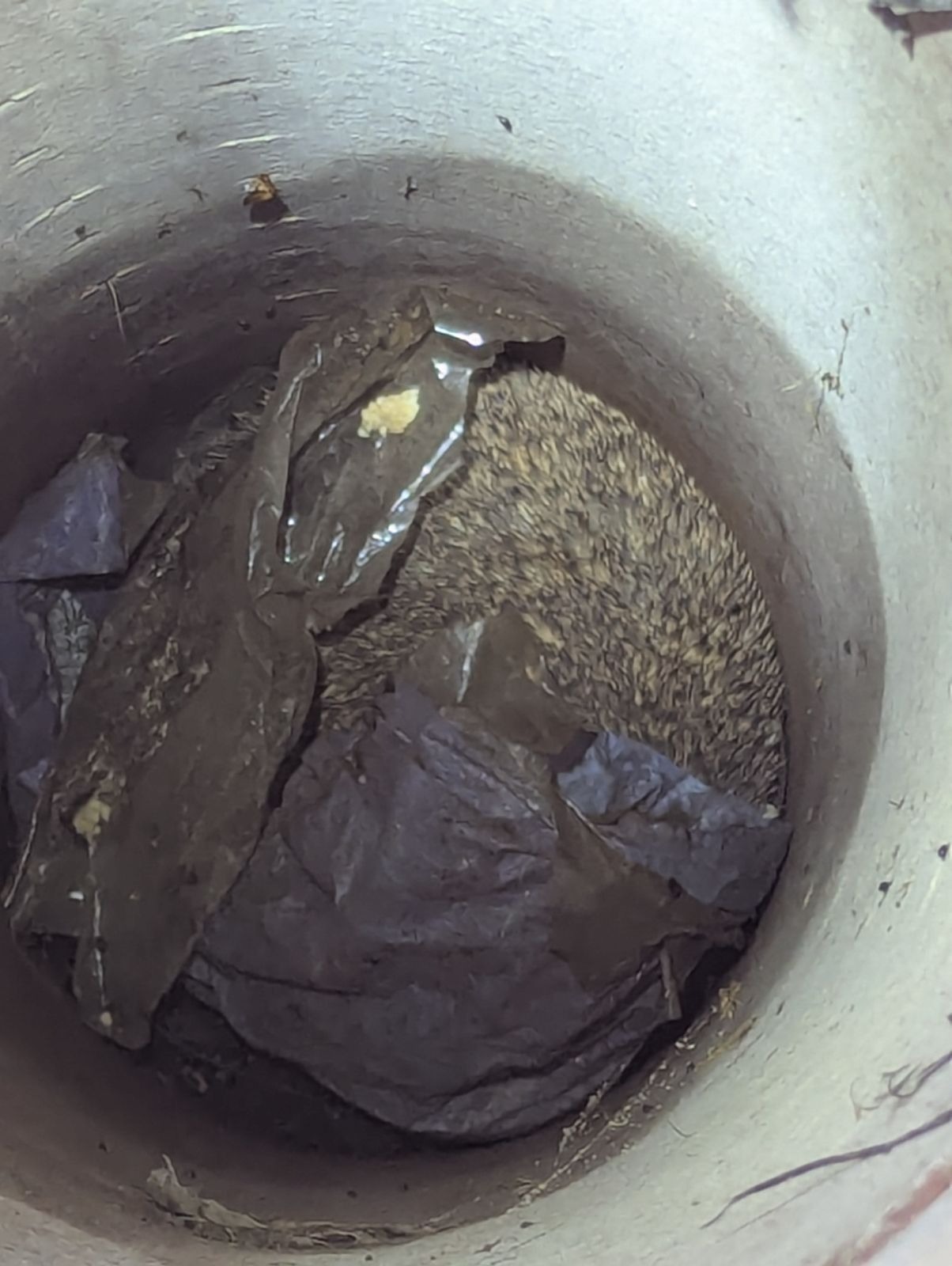 Hedgehog rescued from 7ft deep pipe at Dorset army camp | News ...