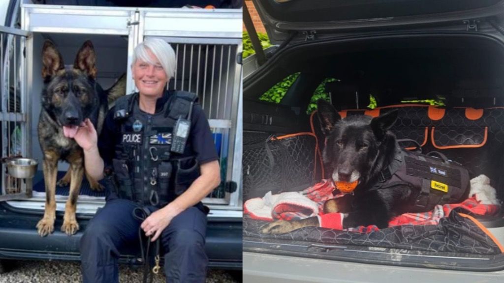 Appeal to help retired ‘superhero’ North Yorkshire police dogs recover ...