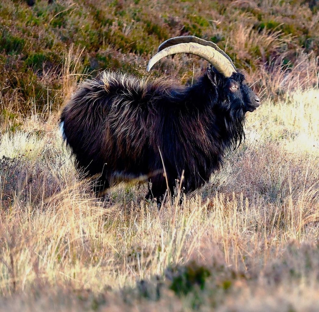 Apollo Goats New consultation launched to protect wild goats on Langholm Moor | News ...