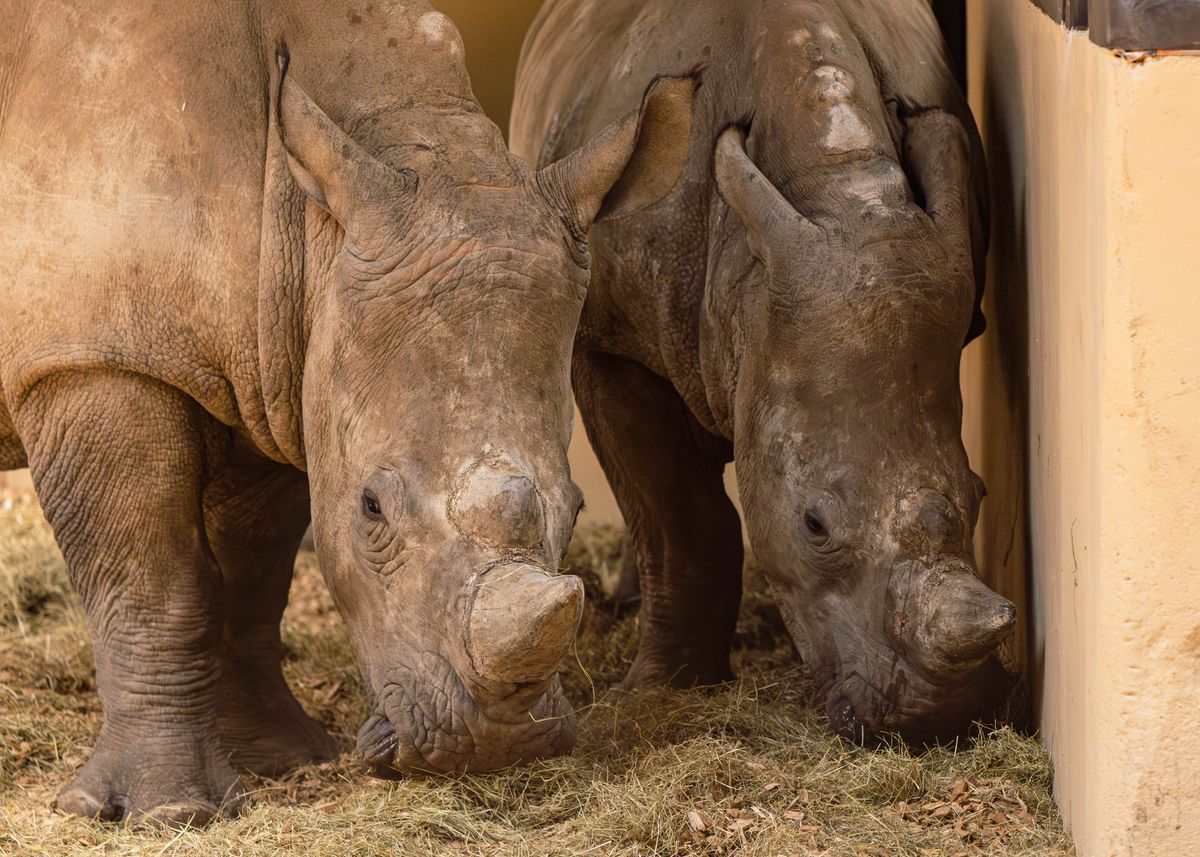 White Rhinos return to Devon for the first time in decades