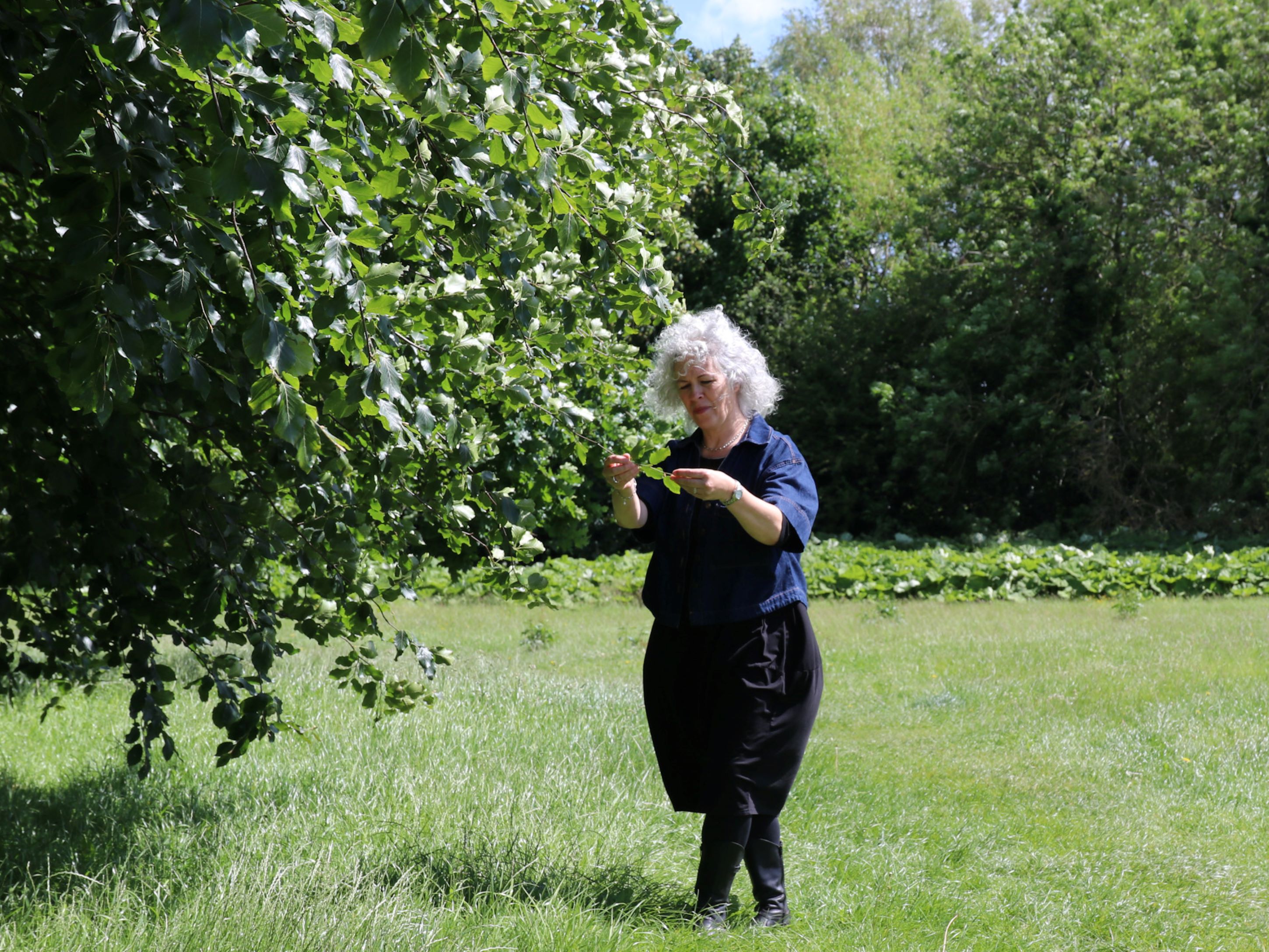 North Yorkshire plans to boost protection for trees and woodlands