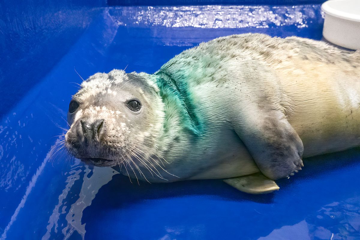 Entangled seal pup 'Hot Cross Bun' heads home