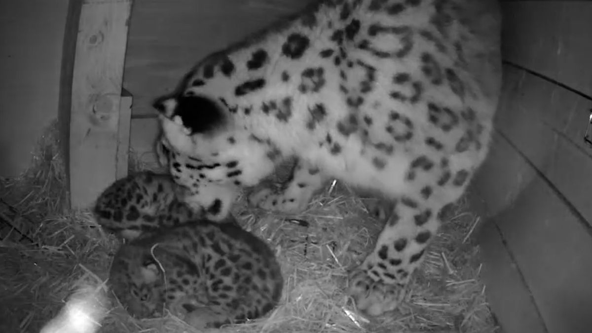 Exciting News: Rare Snow Leopard Cubs Born in Scotland