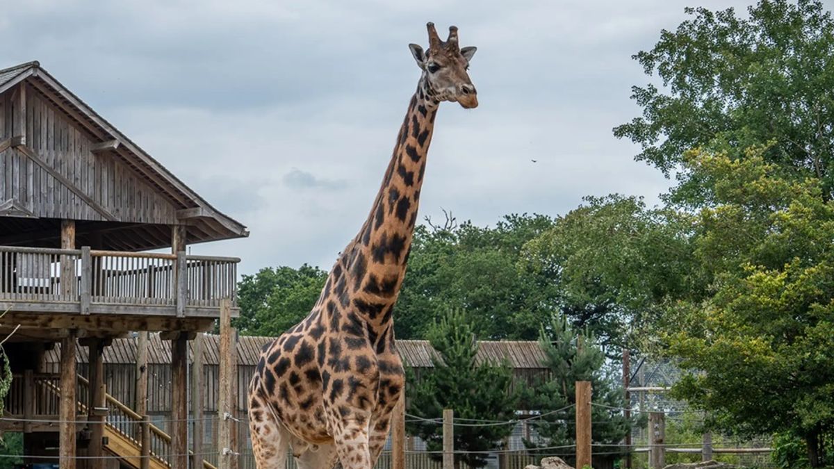yorkshire wildlife park
