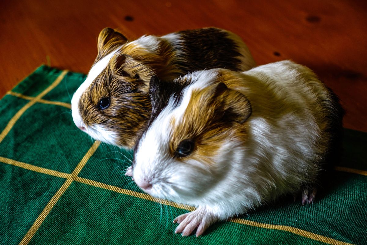 Couple permitted to raise guinea pigs for food in Pembrokeshire