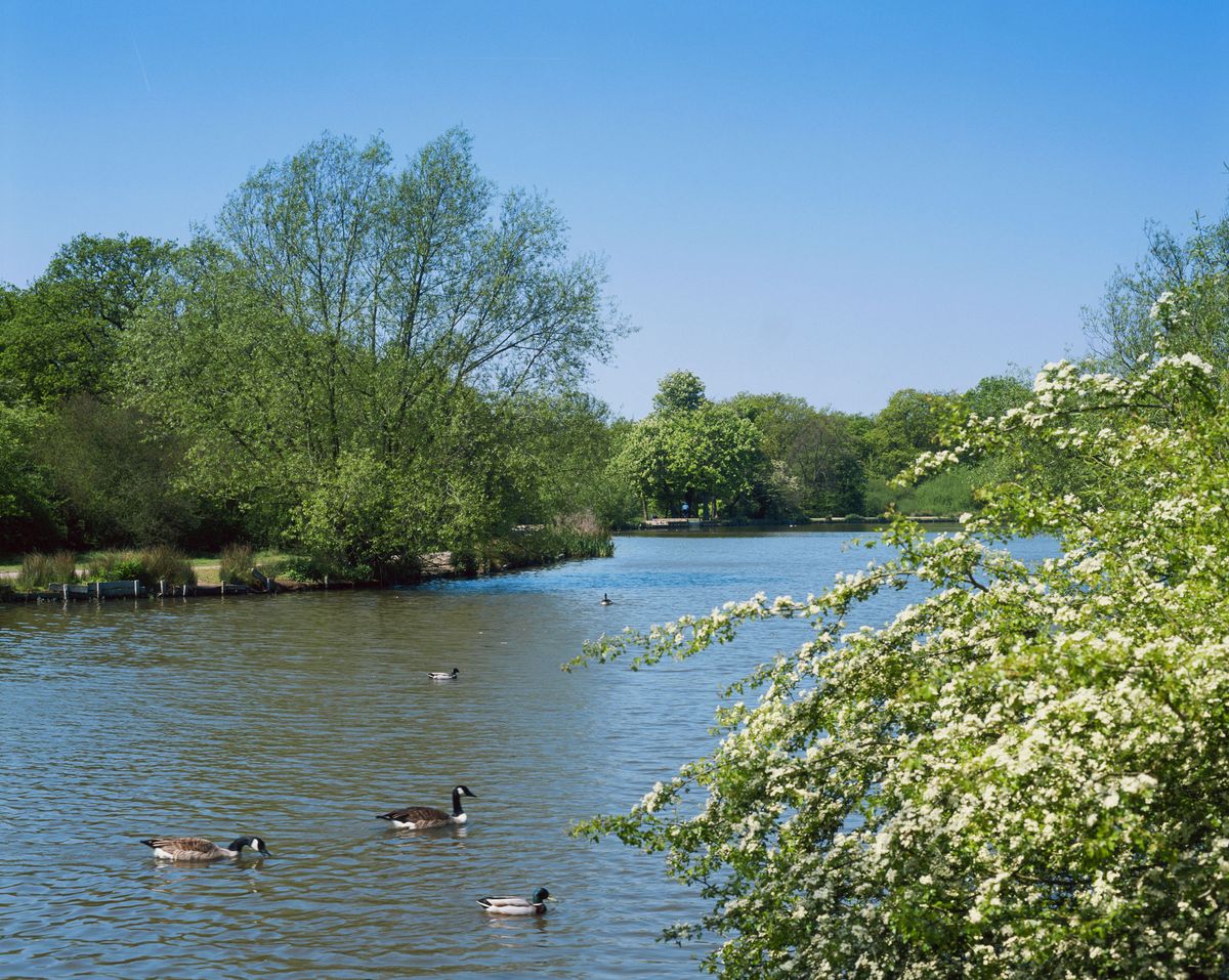 Dog owners in Epping Forest warned following outbreak of potentially fatal bird disease
