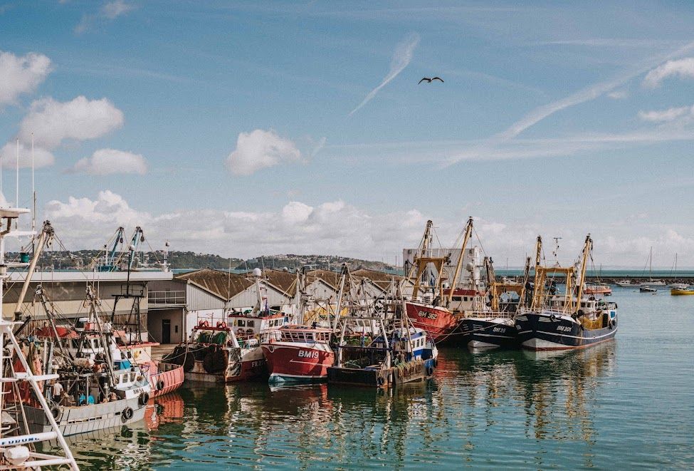 Seafood festival organisers say octopus is increasingly on the menu