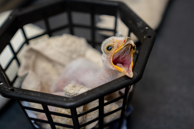 Chester Zoo hails 'breakthrough' hatching of rare birds