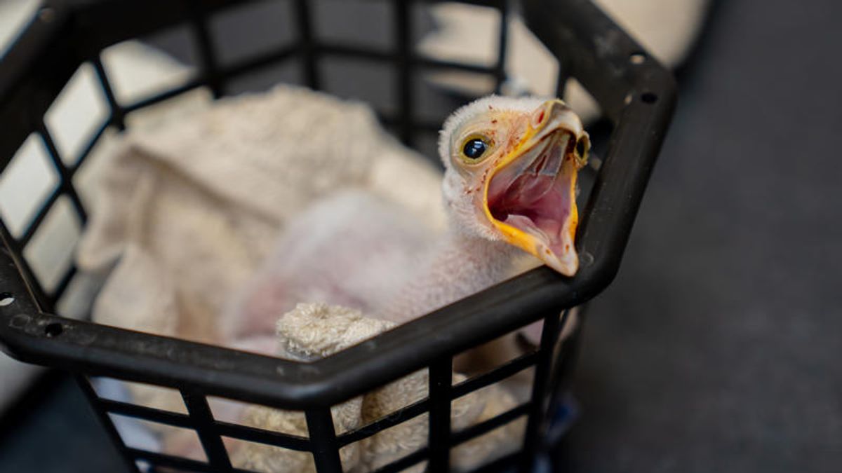 Chester Zoo hails 'breakthrough' hatching of rare birds