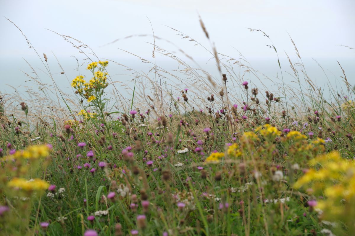 Bognor Regis park could be transformed to help wildlife