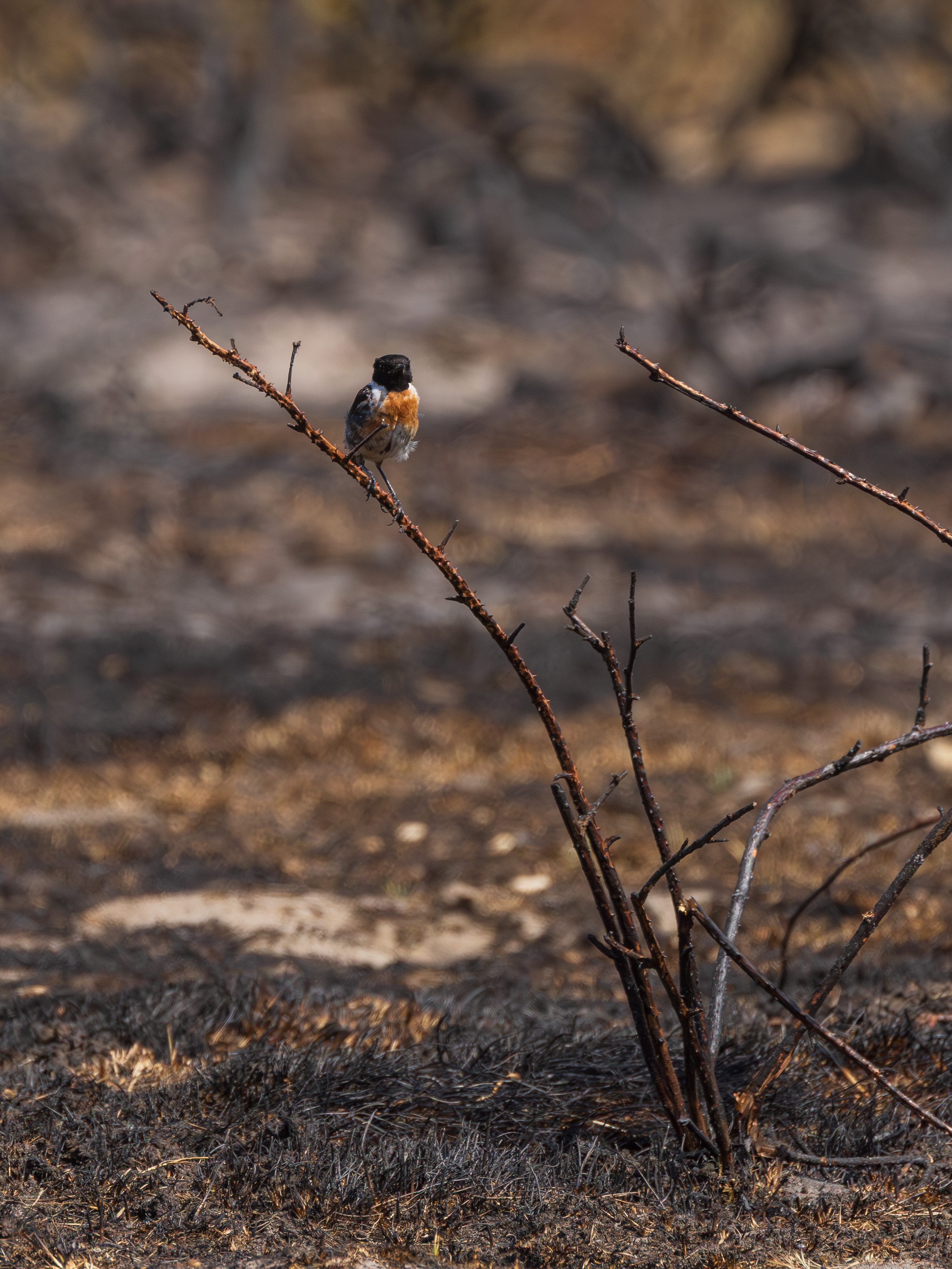 Dunwich Heath wildfire should be a 'wake-up call' for Government, says National Trust