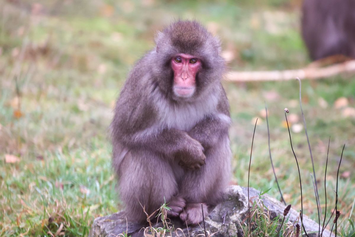 Monkey returns to Highland Wildlife Park 'on his own accord' after going missing