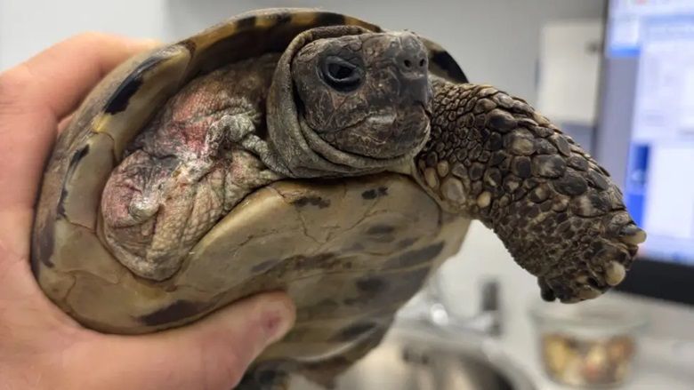 100-year-old tortoise back on the move after recovery from surgery in Hereford
