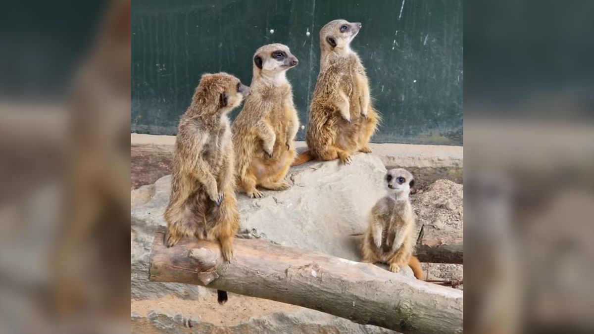 Meerkats at Leicestershire wildlife park die after tunnels collapse in heavy rainfall