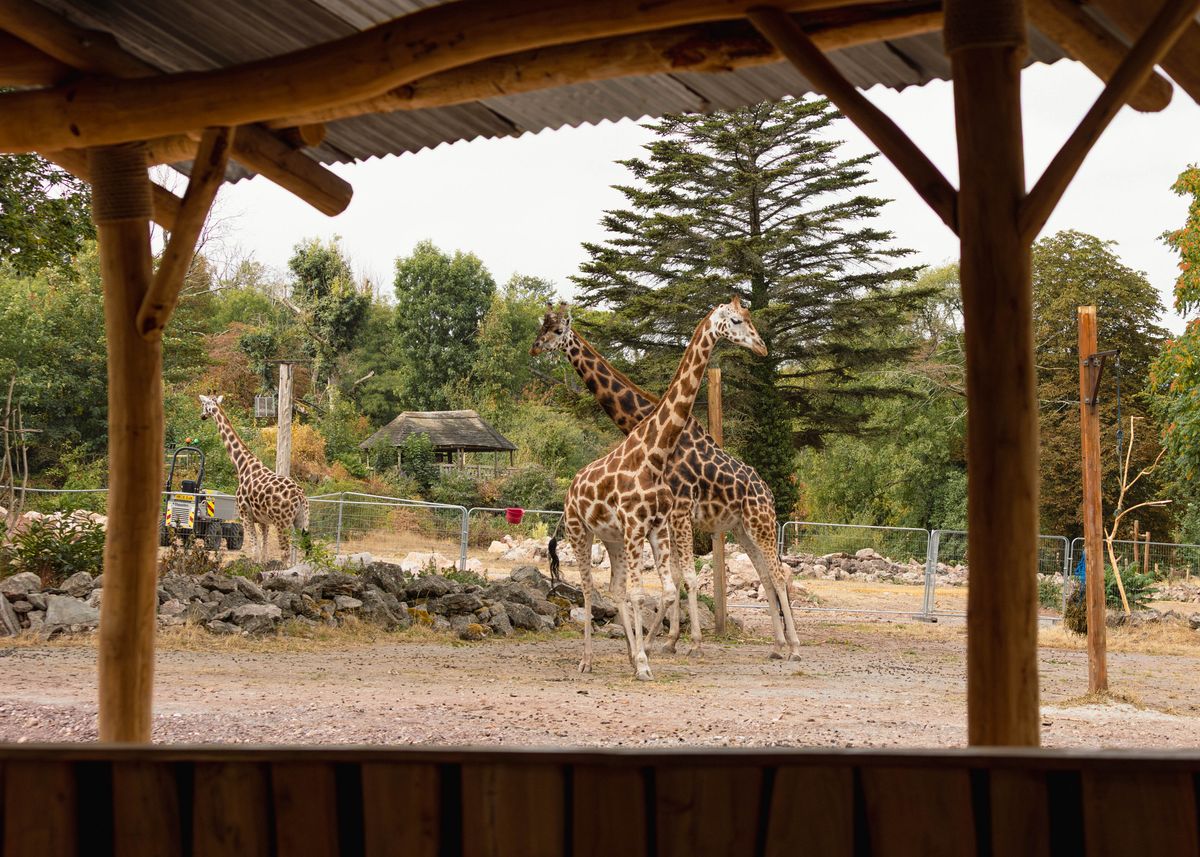 Giraffe's 'enjoying new enlarged savannah' as attention now turns to baboon rock