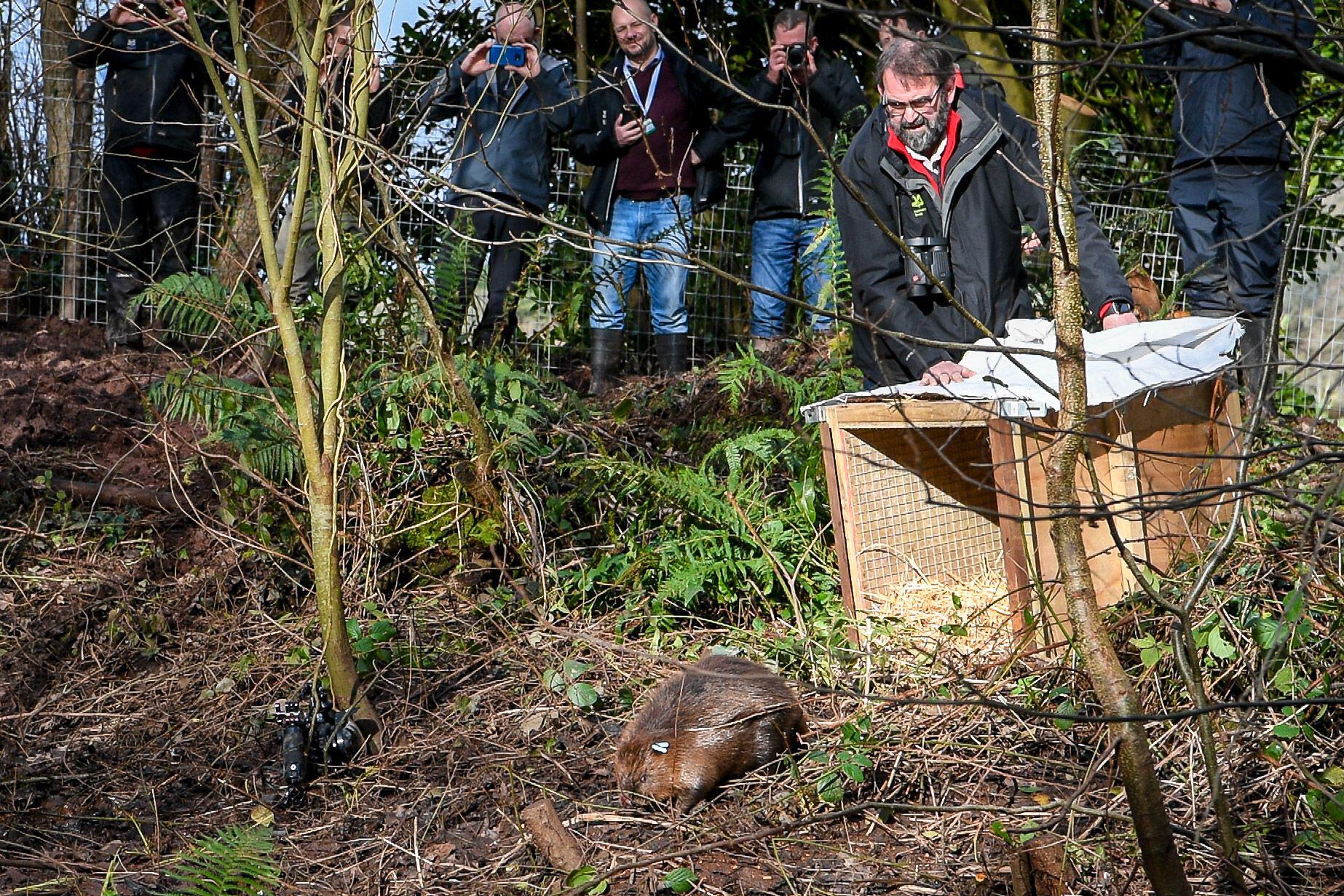 Beavers form bond after being released into wild at Exmoor