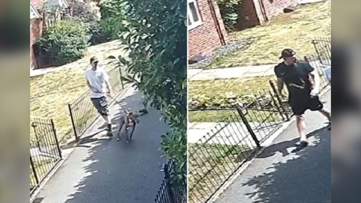 CCTV appeal after dog attacks cat in Prescot