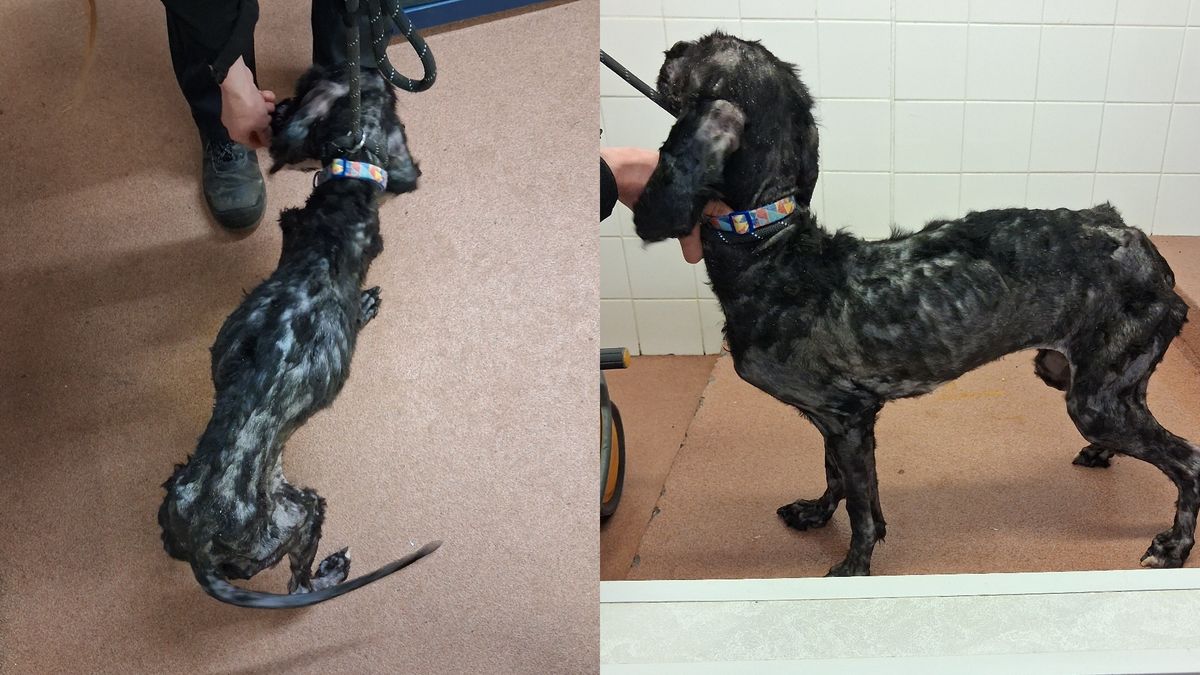Forres woman banned for owning animals for 10 years for neglecting dog