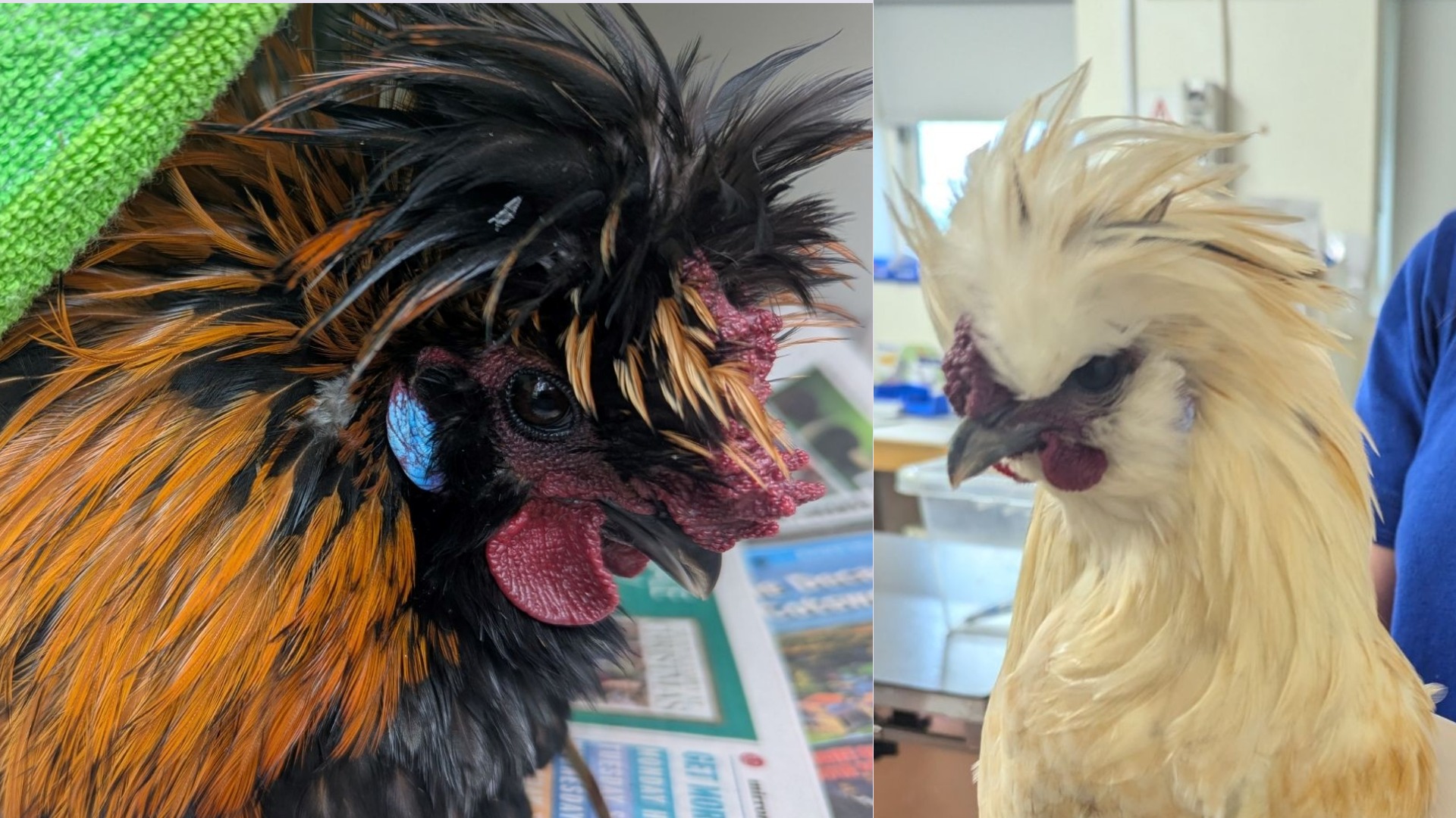Two 'raving' chickens rescued from Creamfields music festival