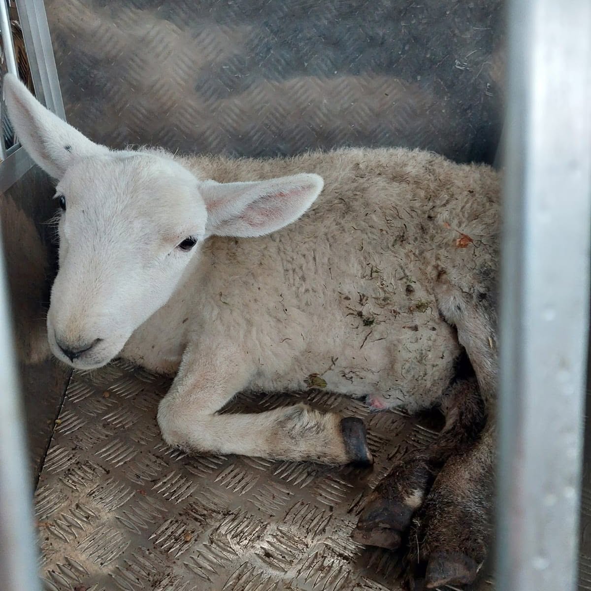 Distressing lamb attacks in Malvern Hills spark plea to dog owners