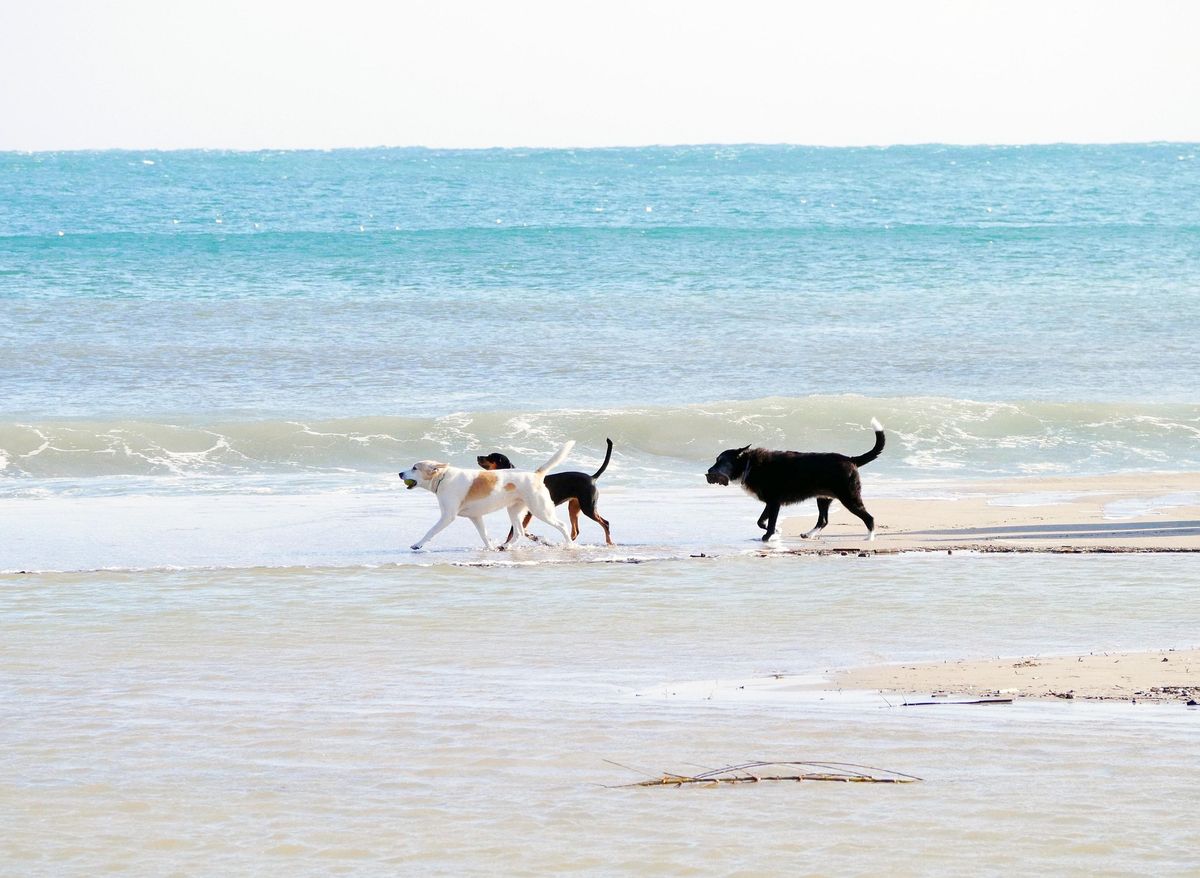 RSPCA calls for 'flexible' approach to dog restrictions on Welsh beaches