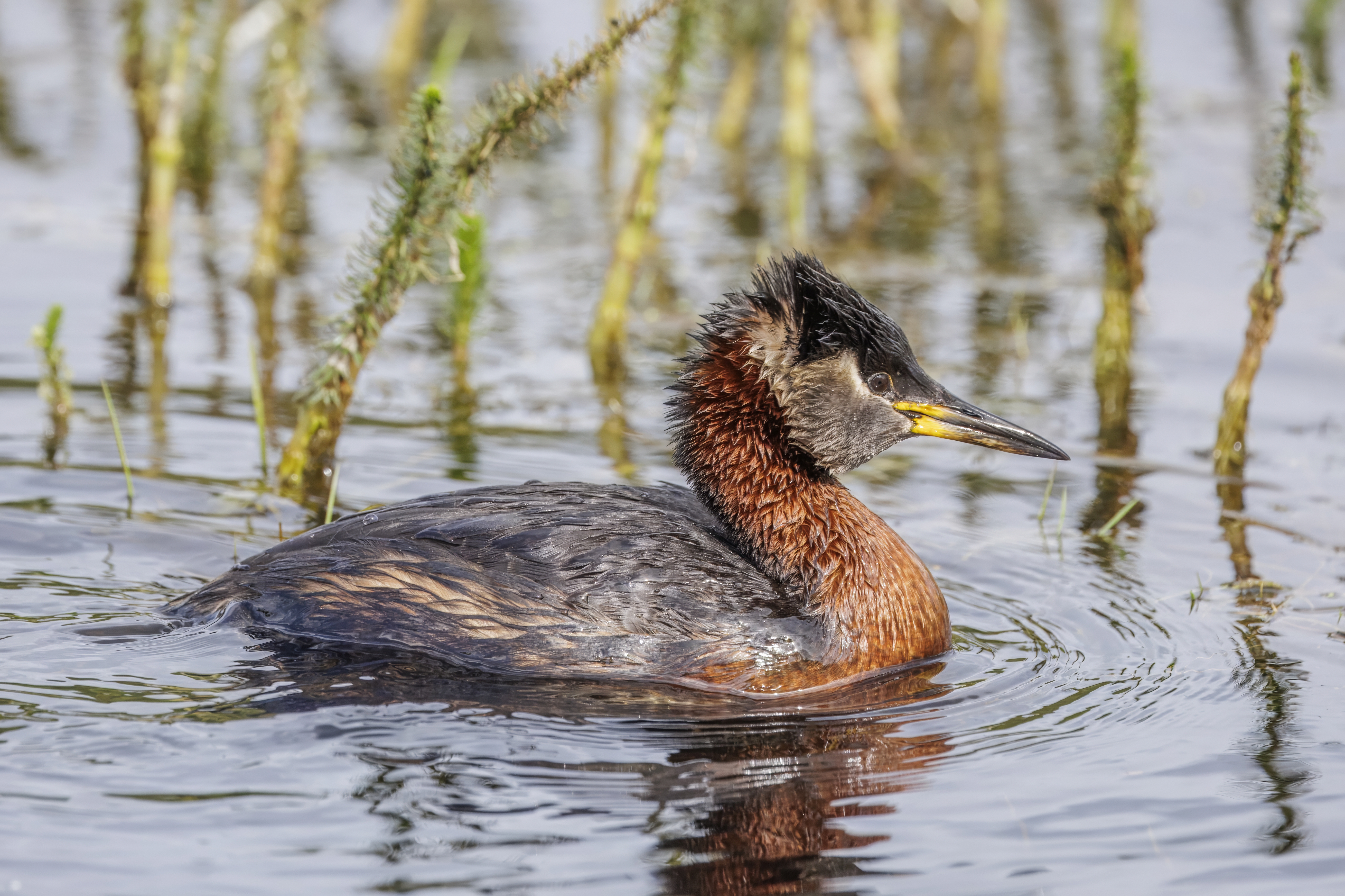 Ecological success as grebe numbers rise in Cheshire