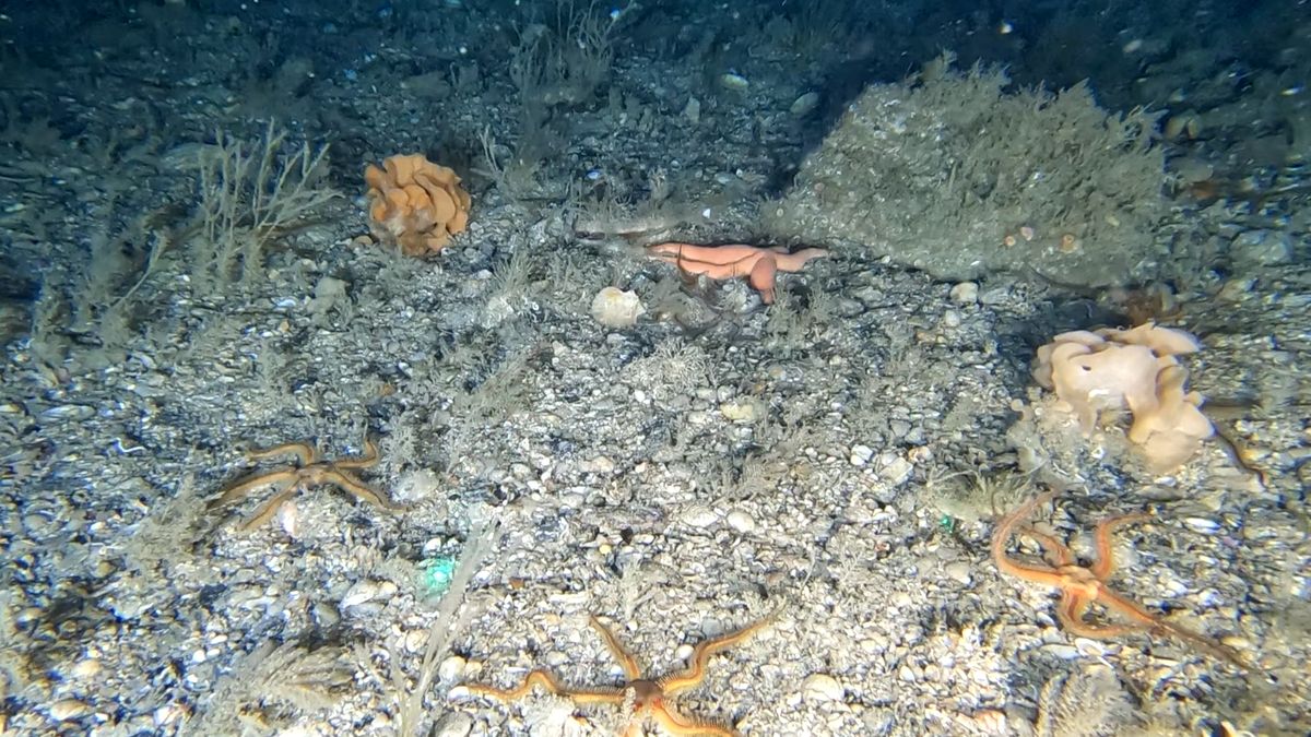 Photograph accompanying Video surveys off Scilly recorded more than 90 seabed species at ten sites outside MPAs