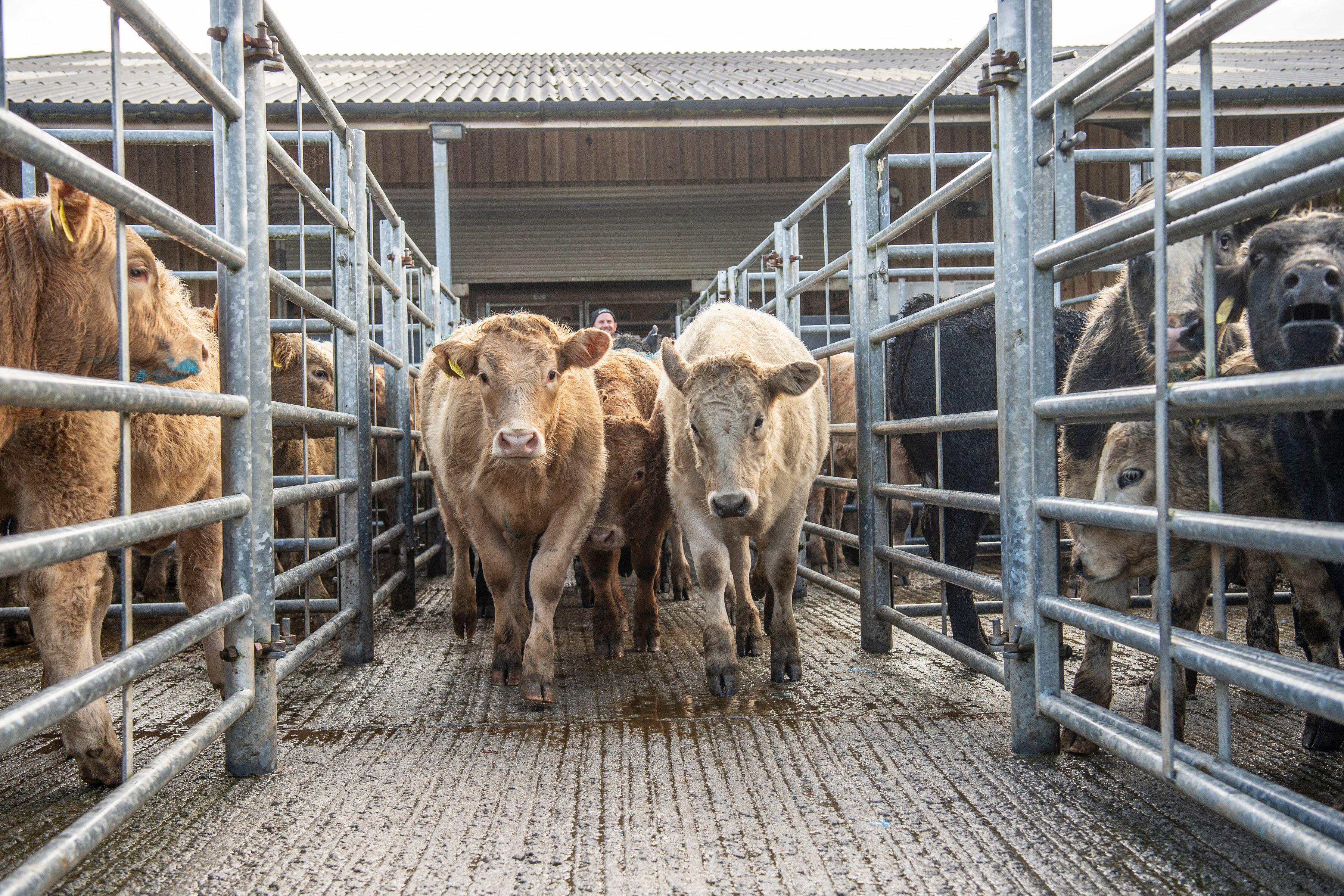 Bluetongue restrictions extended across Scotland