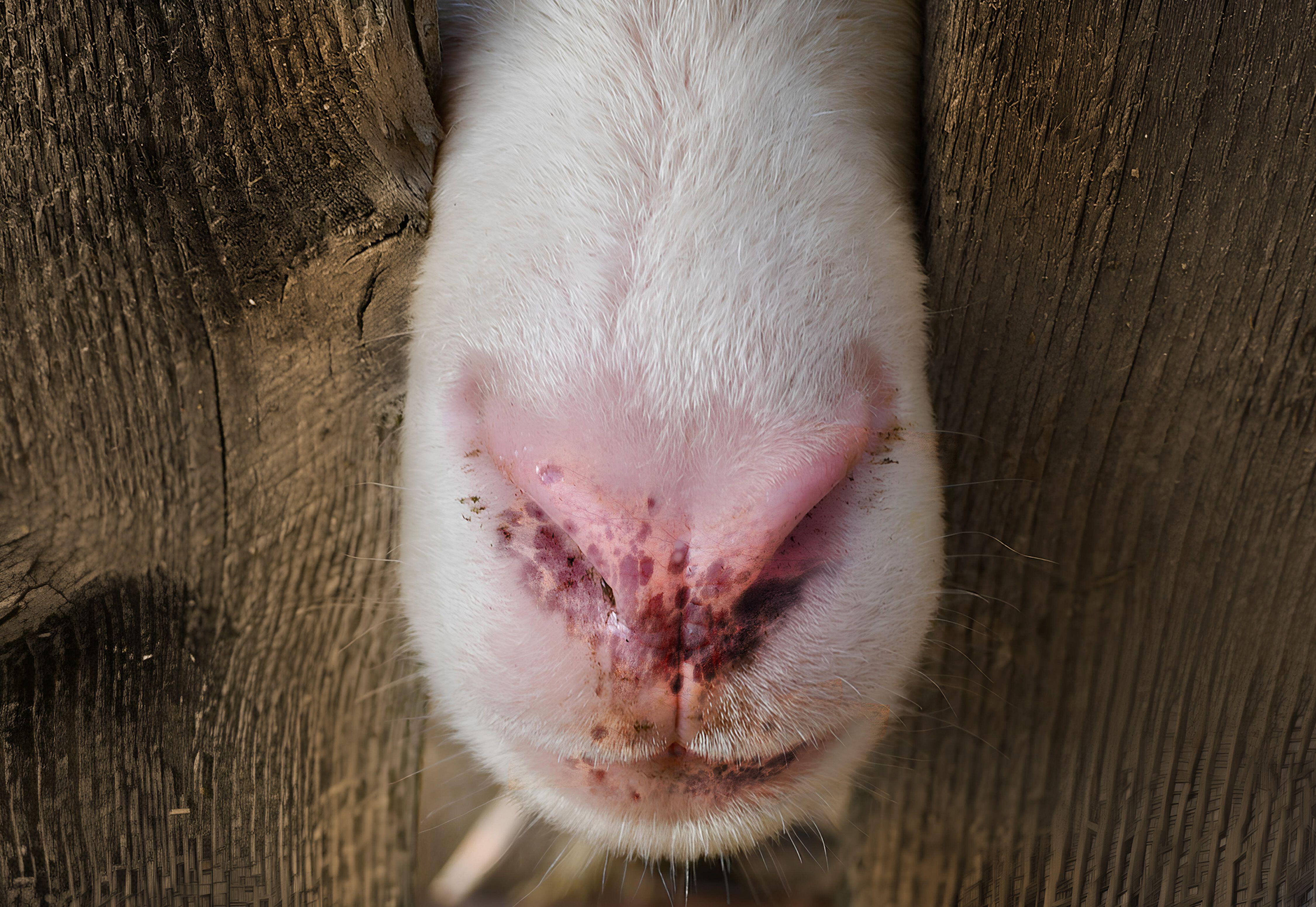 Sheep nose affected by bluetongue