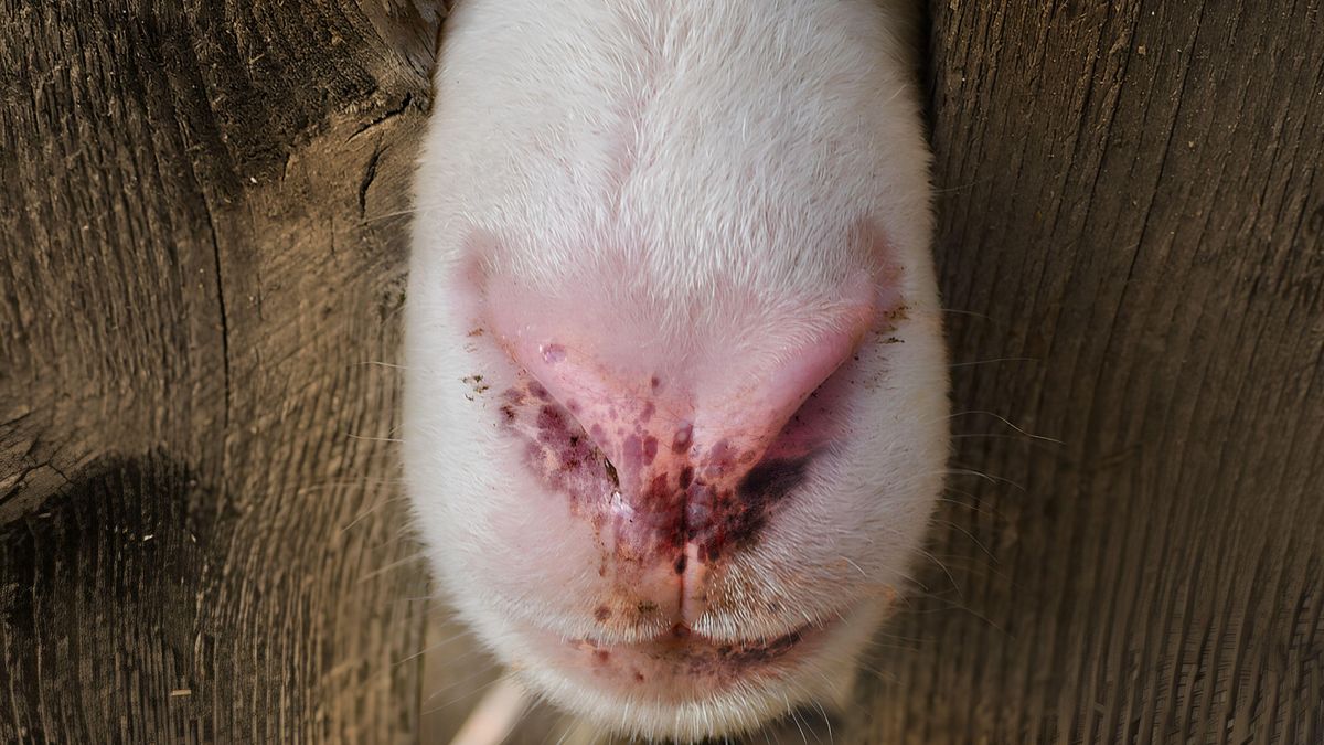 Photo: Rayo Sheep nose affected by bluetongue