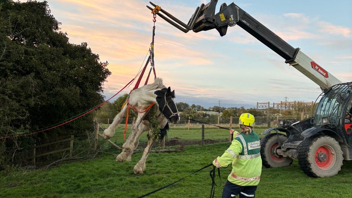 Wetley Rocks Staffordshire crews rescue horse from ditch | News - Greatest Hits ...