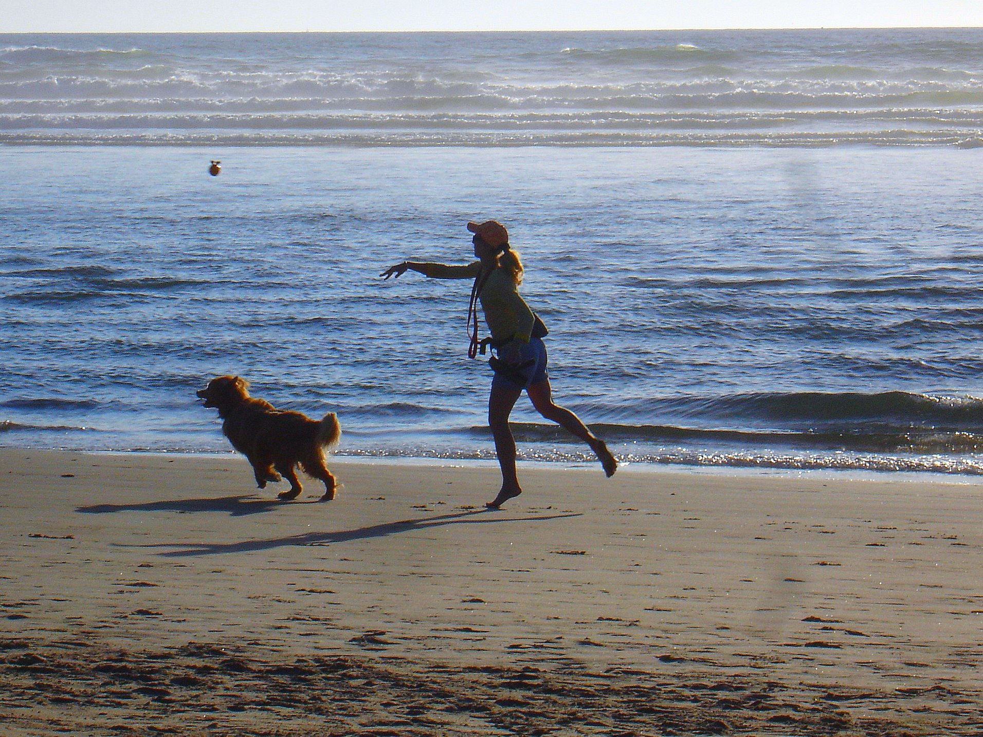 New places where dogs will be banned or kept on leads | News - Hits ...