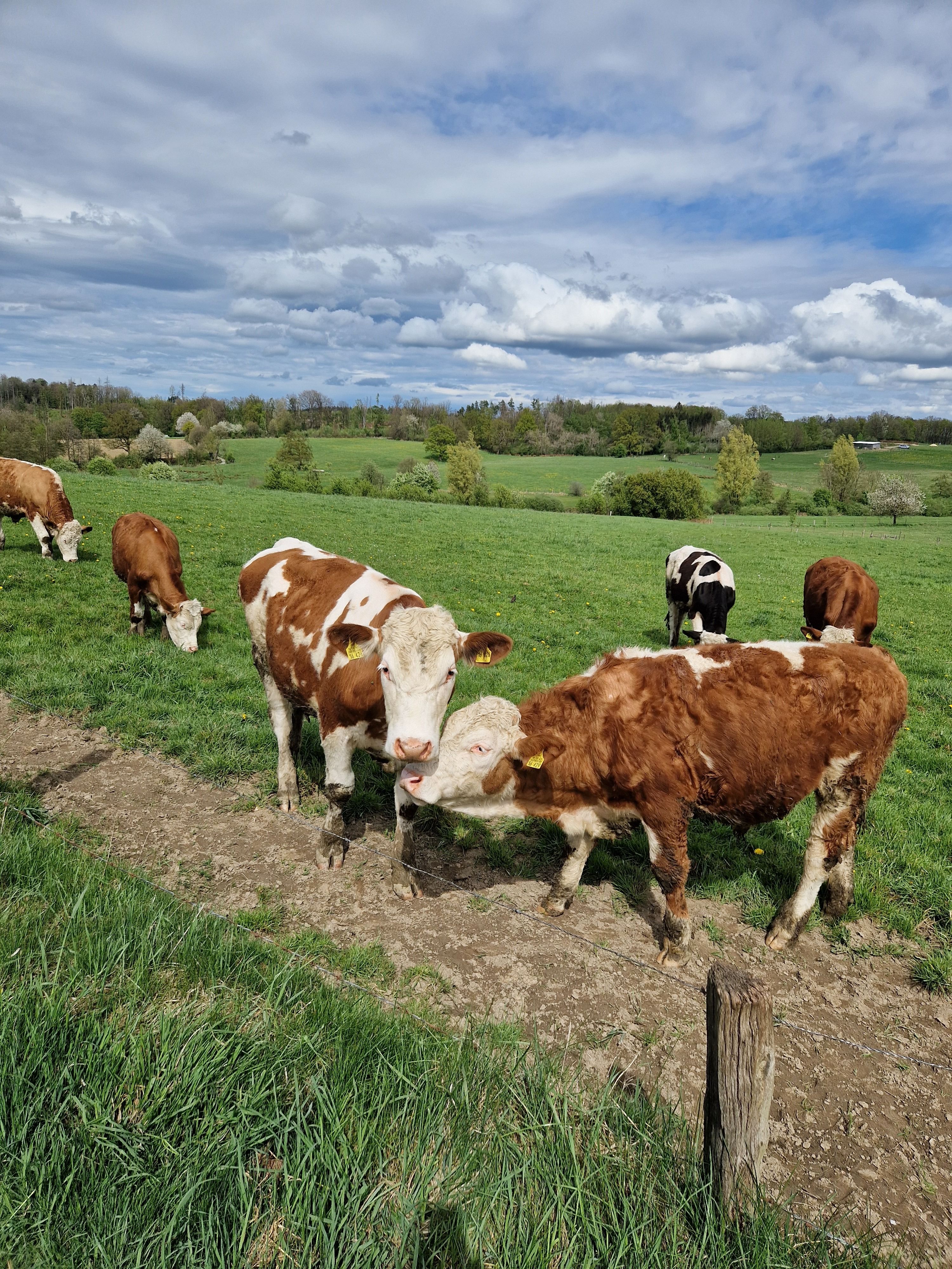 Pregnant heifer stolen from farm in East Devon