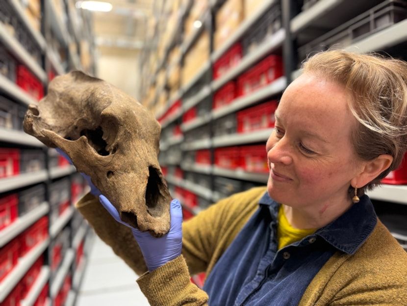 Experts in Leeds preserving ancient bear that roamed the UK thousands of years ago
