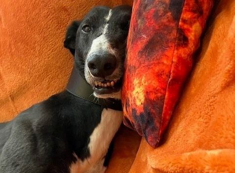 Longest-staying dog ever at RSPCA centre in West Yorkshire is loving life in new home