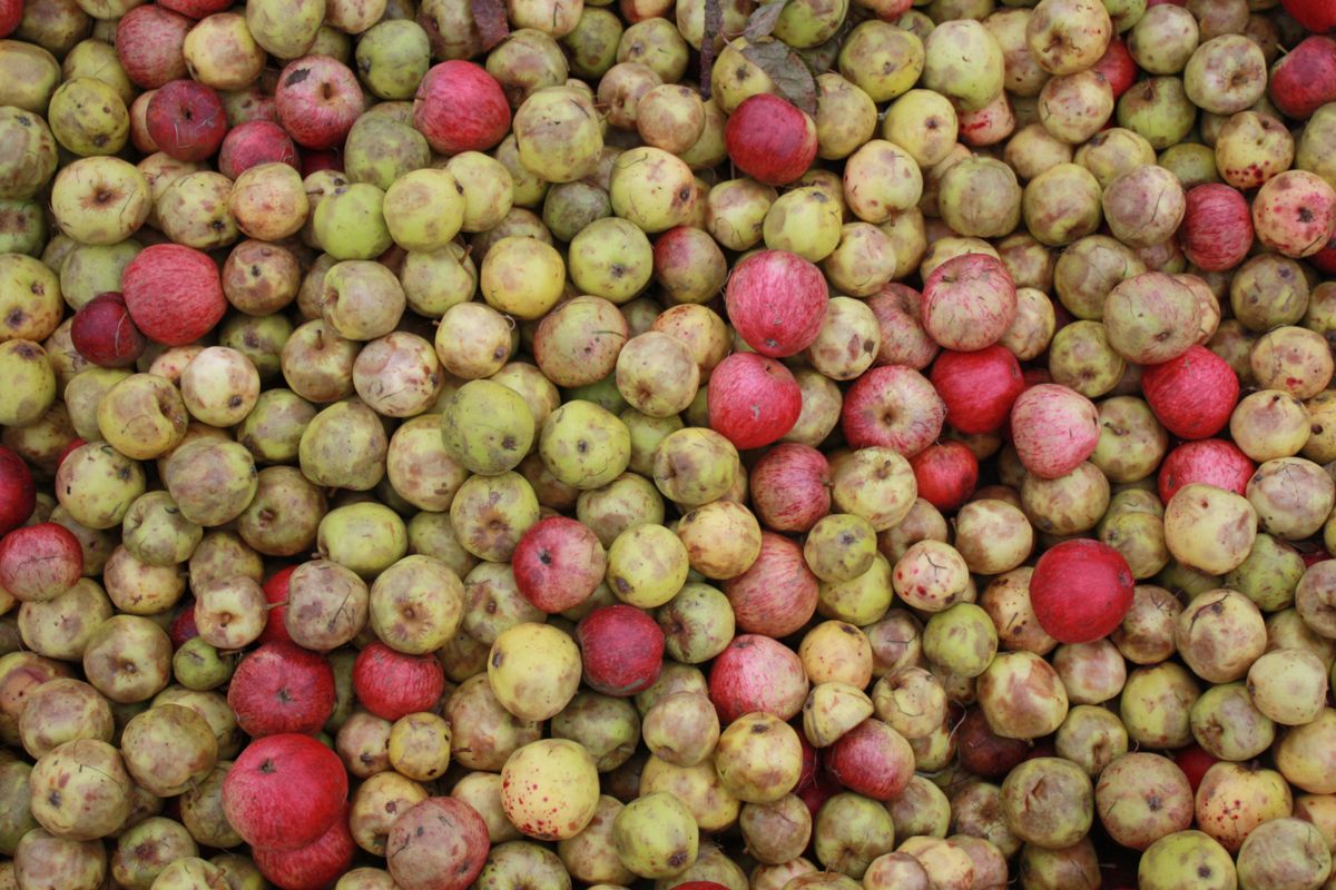 West Country cider makers work with academics to unearth new 'climate ...