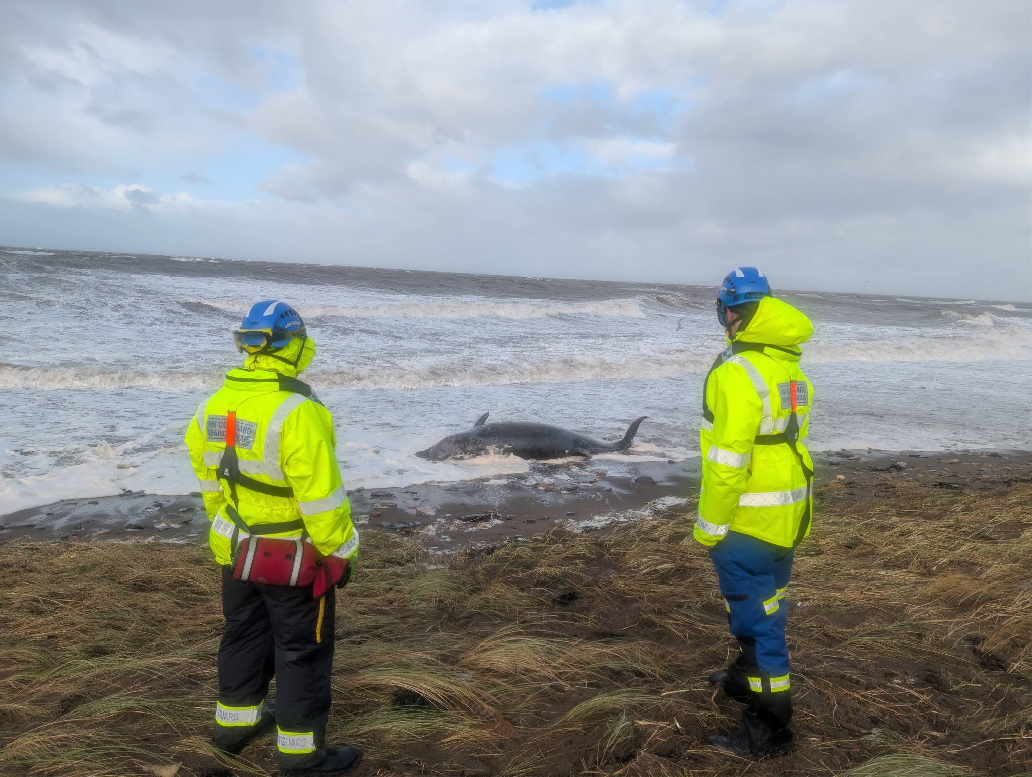Dead whale washed up on beach at Flimby | News - Greatest Hits Radio ...