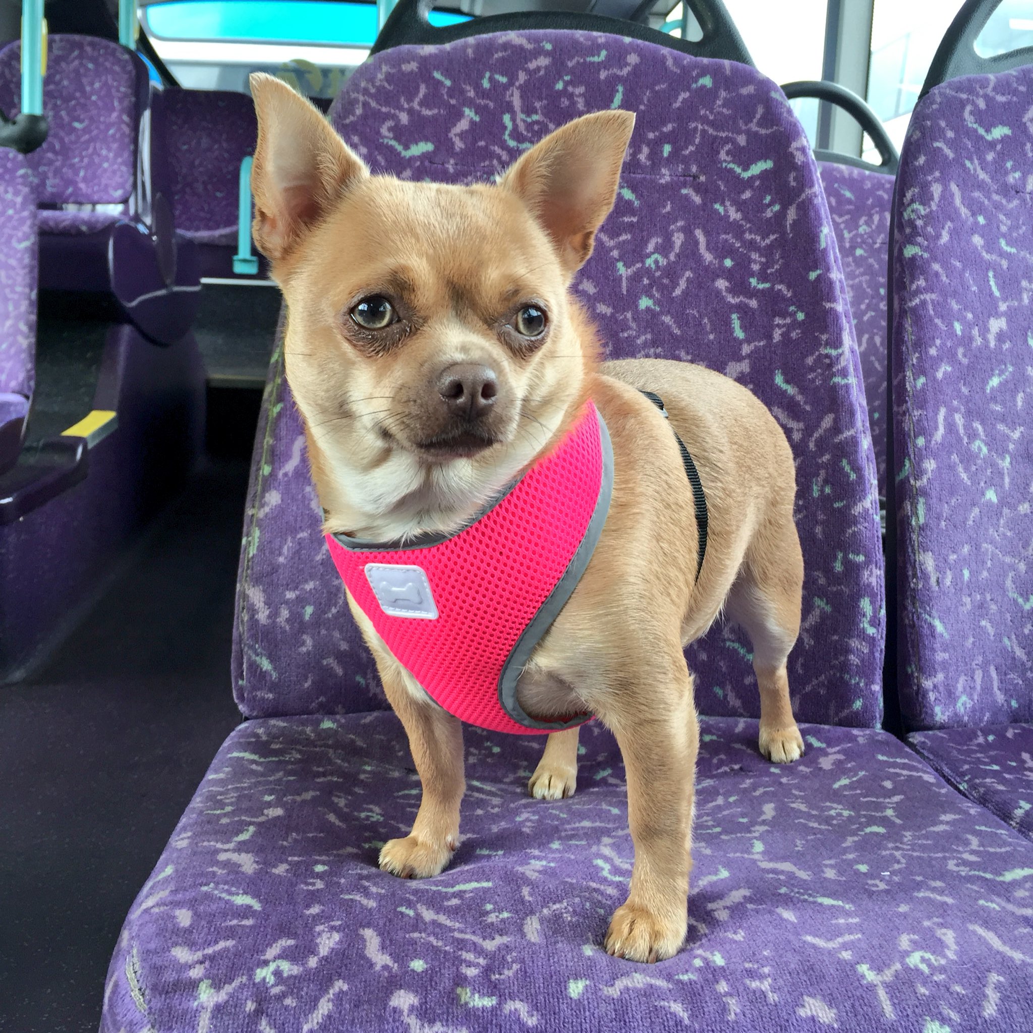 can i take my dog on the bus first bus