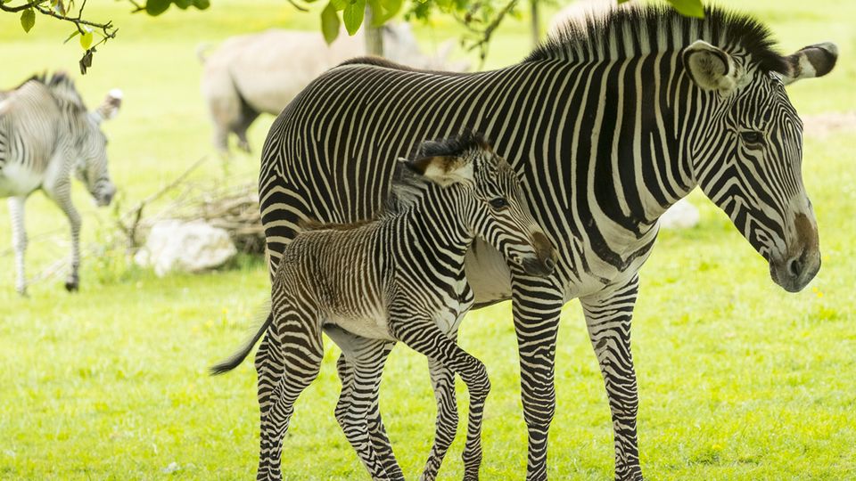 Zebra