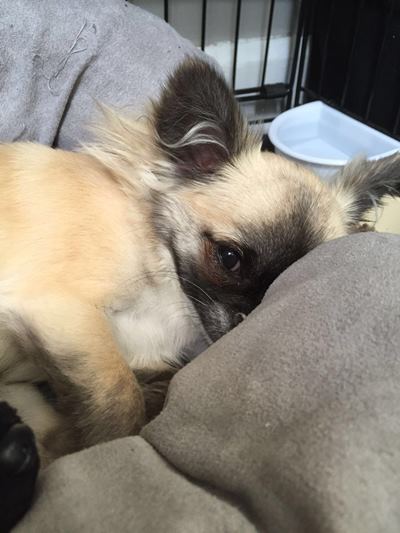 Appeal after puppy mauled to death in park | News - Hits Radio (Manchester)