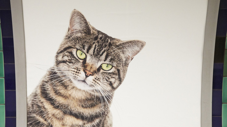London tube station replaces adverts with pictures of cats