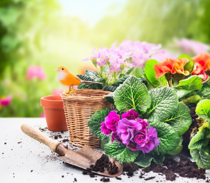 Bloomin' marvelous display as Ayr Flower show gets underway | News ...