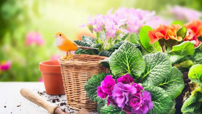 Bloomin' marvelous display as Ayr Flower show gets underway | News ...