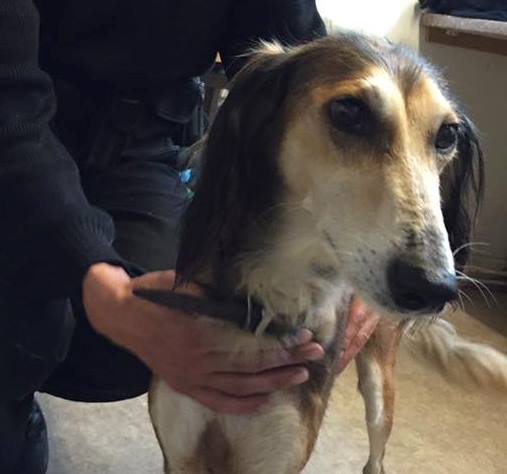 Dog thrown 7ft over fence in Rochdale | News - Hits Radio (Manchester)