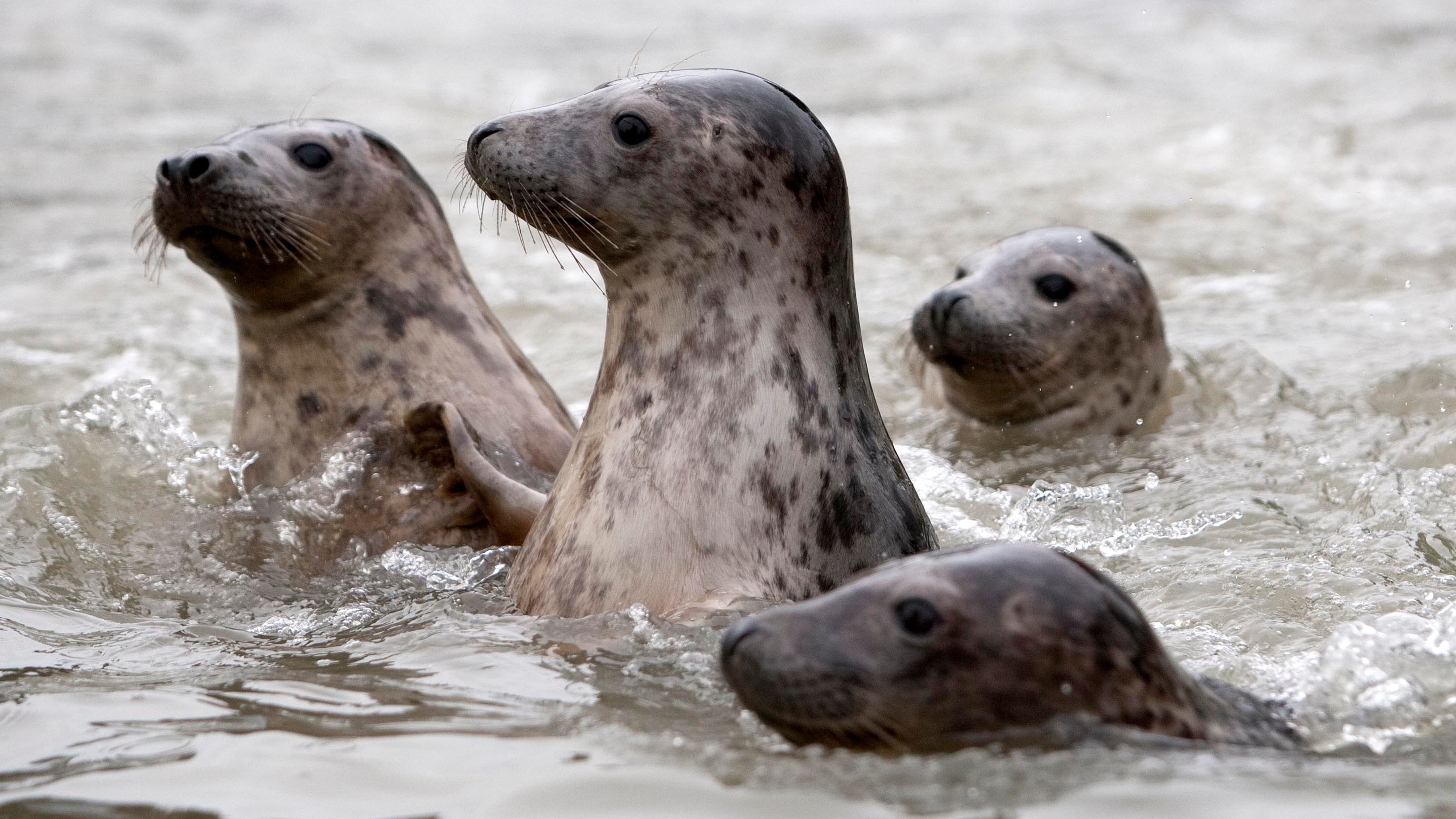 Seals