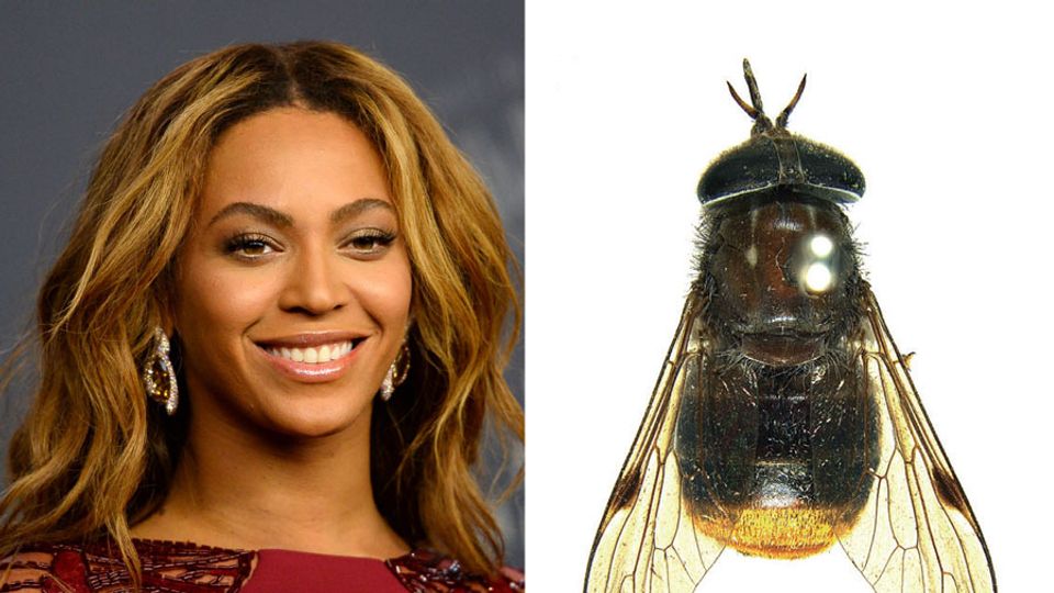 Musicians that have species and plants named after them | Music ...
