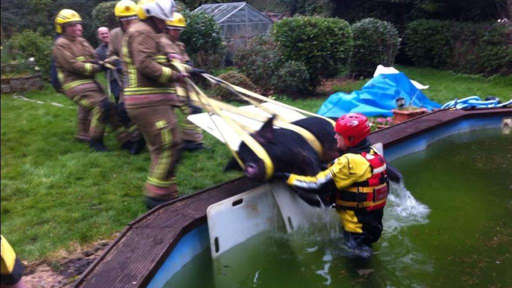 Firefighters Save Pig's Bacon After Pool Plunge | News - undefined