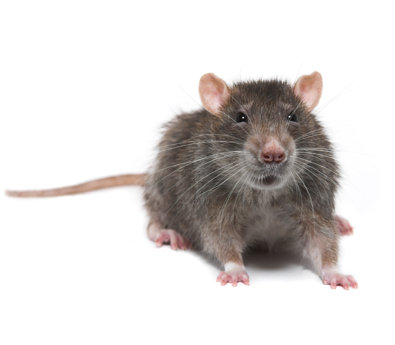 Rampaging Rat Bites Three People At Music Festival | Entertainment ...