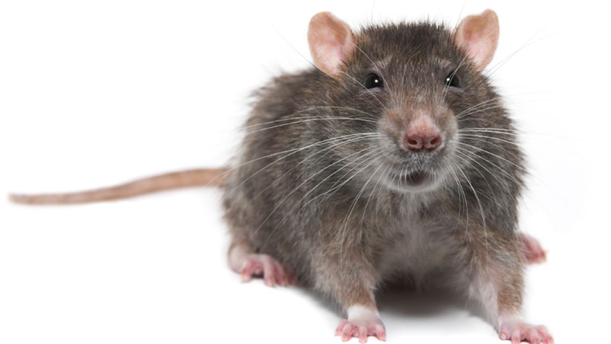 384 Rats Rampaging Rat Bites Three People At Music Festival | Entertainment ...