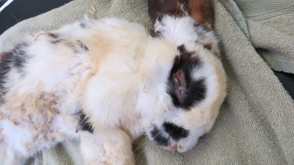 Stray rabbit found suffering in Edinburgh street | News - Forth 1